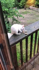 Albino Squirrel Squares Off to Protect Nuts