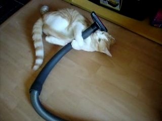 chat amoureux d'un aspirateur