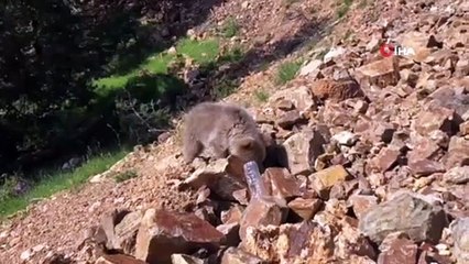 Yola inen yavru ayı kendisine su veren vatandaşa saldırdı