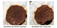 So sánh quá trình ngâm ủ giữa cà phê mới rang (trái) và rang sau 3 tuần (phải)