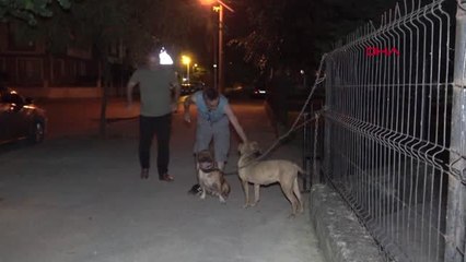 DÜZCE ÇOCUK PARKI GİRİŞİNE BIRAKILAN PİTBULLAR KORKU SALDI