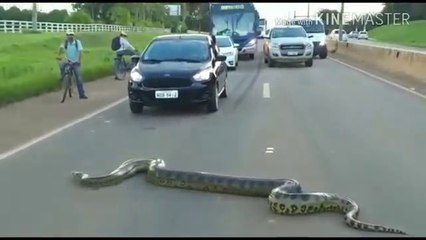 Cobra Flagrada Atravessa Rodovia
