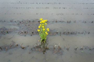 Réchauffement climatique : l’agriculture française est-elle en danger?