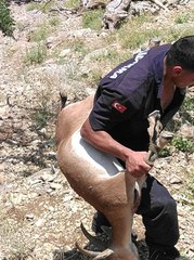 Kaçak avcıya vurduğu yaban keçisinin maliyeti 25 bin TL  oldu