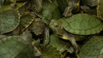 Over 5,000 smuggled turtles seized at Kuala Lumpur airport