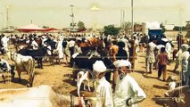 Sahiwal Cow in Sheikhupura Cow Mandi 2018 2019 for Sale Bakra Mandi