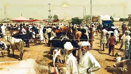 Sahiwal Cow in Sheikhupura Cow Mandi 2018 2019 for Sale Bakra Mandi