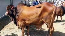 Sahiwal Bull - Cholistani Bull - Cow Mandi 2018 for BakraEid in Pakistan (BEST TIME TO BUY)