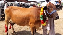 SAHIWAL COW - 18kg milking capacity - Milk Record by Sahiwal Cow in Lahore Cow Mandi 2018