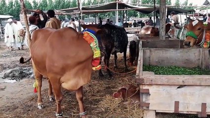 Sahiwal Cow - Farm Houses - Price in Pakistan - Shahpur Kanjra Mandi Visit 2018 - 2019 in Urdu_Hindi