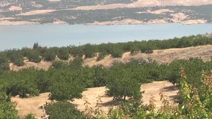 Malatya'da kayısı ihracatı sevinci