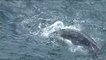 Laborioso rescate de una ballena en la costa de Queensland, en Australia
