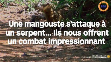 Mangouste VS serpent