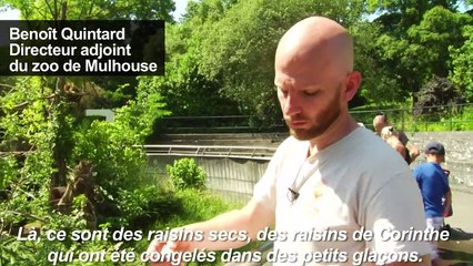 Canicule: dans les zoos, les animaux aussi doivent se rafraîchir