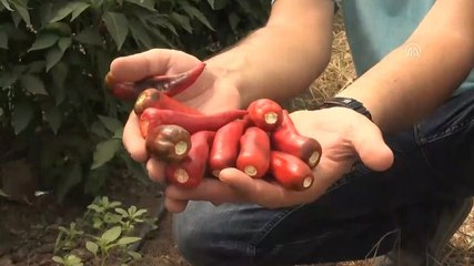 Aflatoksinden arındırılmış biber tohumu geliştirdi