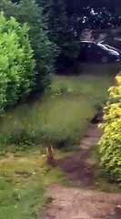 Un renard attaqué par des corbeaux