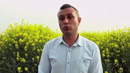 Çiftçi ilacı değiştirince arı ölümleri yüzde 80 azaldı - TEKİRDAĞ