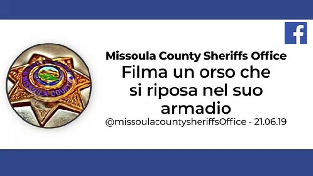 Un orso addormentato in un armadio viene sfrattato dalla polizia 3650