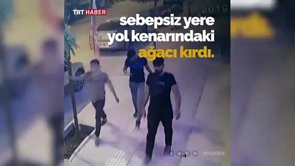 Kaldırımdaki ağacı sebepsiz yere kırdı