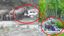 Elephants ने खूब मचाया तांडव, दो कारों के उड़ाए परखच्चे । वनइंडिया हिंदी