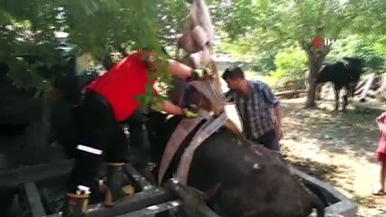 Tarım aletine sıkışan ineği kurtarma operasyonu