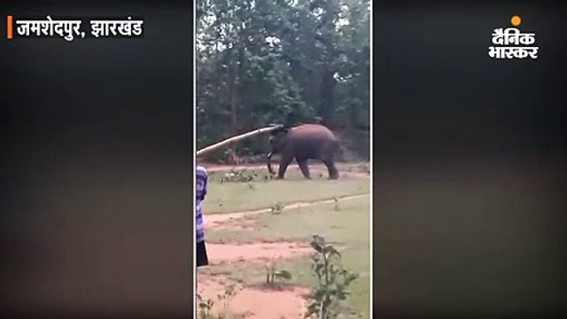 अचानक जंगल से मैदान में पहुंच गया हाथी, 20 मिनट तक खेलता रहा फुटबाल