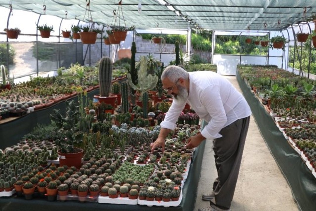 Hobi olarak kaktüs yetiştirmeye başladı, şimdi birçok ile kaktüs satıyor