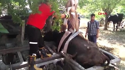 ADANA Tarım aletine sıkışan ineği CANKUR ekibi kurtardı