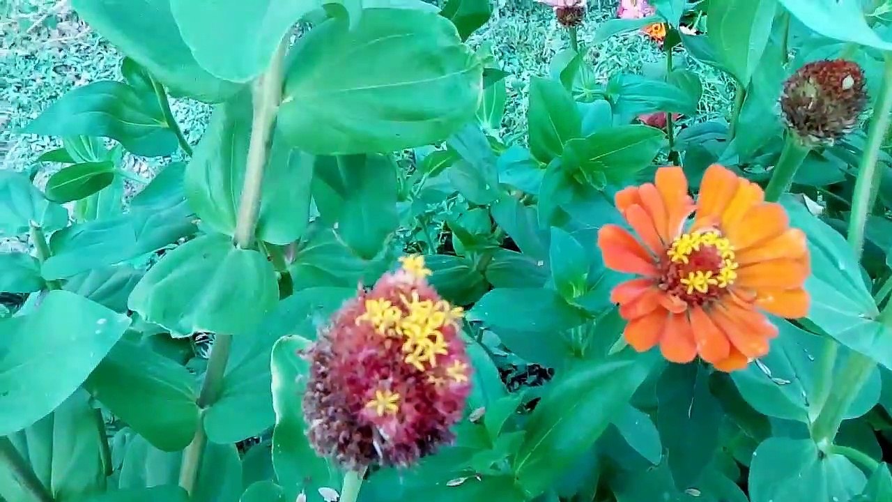 How small bird Hummingbird Clearwing drink nectar