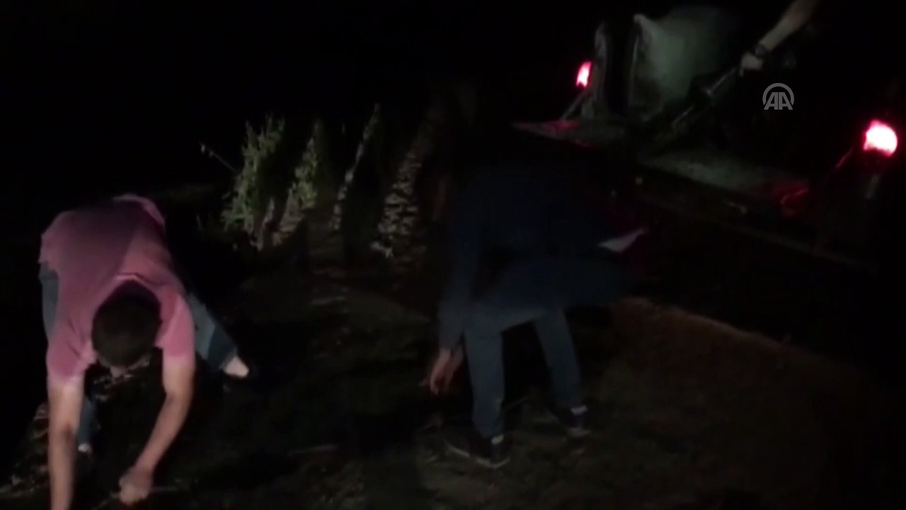 Kaçak avlanan inci kefalleri Van Gölü'ne bırakıldı - VAN