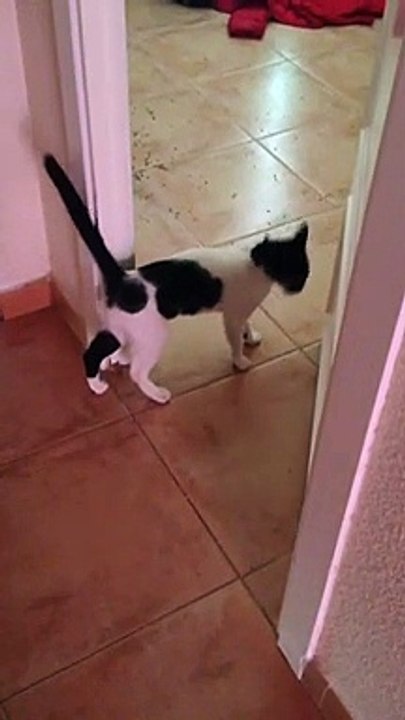 NILO