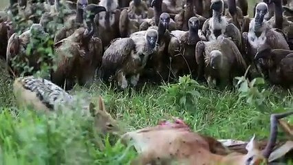 Des vautours se jettent sur une carcasse