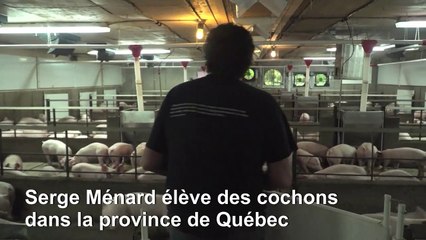 L'inquiétude d'un éleveur de porcs québécois face à la crise avec la Chine