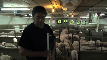 L'inquiétude d'un éleveur de porcs québécois face à la crise avec la Chine