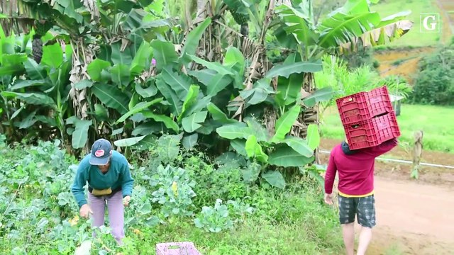 160 anos de tradição e cultura pomerana no Espírito Santo