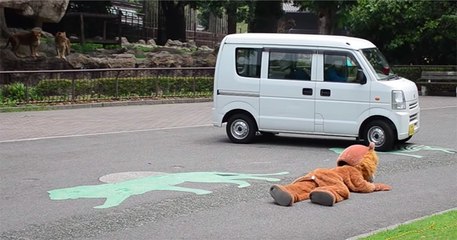 Un zoo japonais a réalisé un exercice d'urgence avec un faux lion, sous le regard des vrais lions