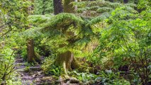 Pacific Northwest State Parks, Oregon Coast, USA (Nature Documentary )