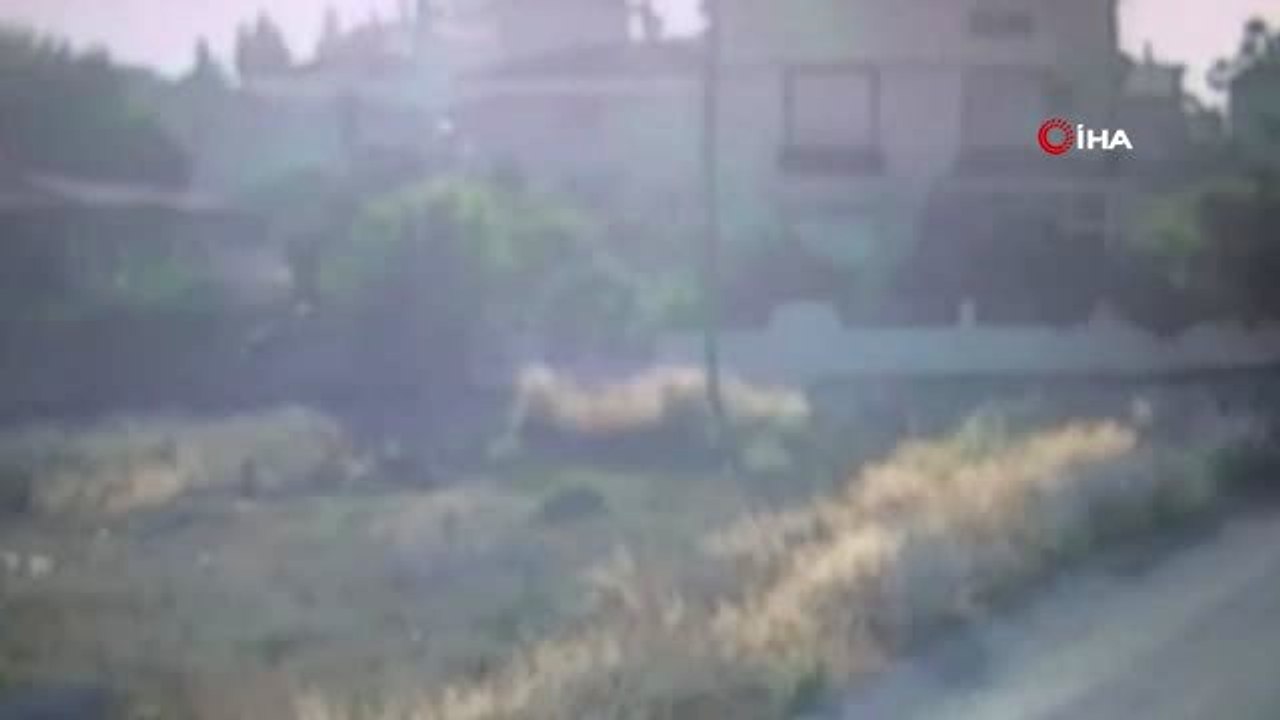 Manavgat'ta sokak köpeklerinin saldırdığı yaşlı adam hastanelik oldu