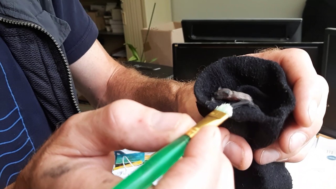 Nourrissage d'un bébé chauve-souris recueilli par le Parc Argonne Découverte