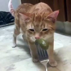 Ce chat deteste les cornichons, regardez sa réaction lorsqu'il en sent l'odeur !