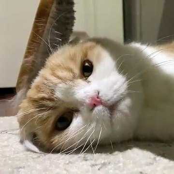 Ecoutez le ronronnement de cette chatte lors de son brossage. Trop chou !