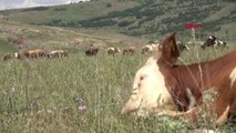 Erzurum Vali Memiş Kadınlar çobanla evlenmiyor-2