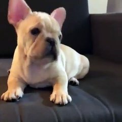 Les cris de ce chiot sont trop chou !