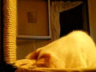 RUBAN BLEU SUR L'ARBRE A CHATS