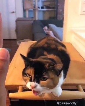 Regardez cet adorable chat donner la patte pour faire un high five. Trop chou !