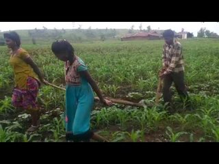 Teenage girls, not oxen, plough farmland in Madhya Pradesh due to money shortage