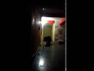 Bear takes a nap in temple room, scares the living daylights out of locals in Telangana