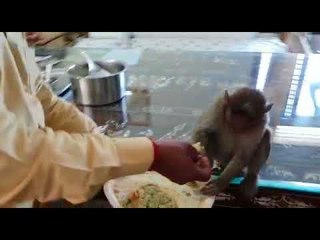 JD(S) MLA shares breakfast with monkey