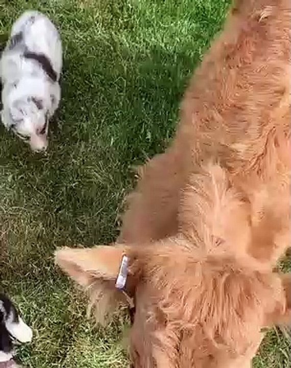 Des petits chiots veulent jouer avec un veau mais celui-ci ne veut pas. Regardez ce qu'ils lui font !