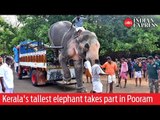 WATCH | Kerala's tallest elephant takes part in Thrissur pooram